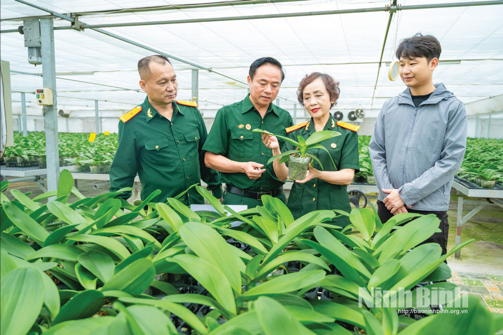 M&ocirc; h&igrave;nh trồng hoa lan c&ocirc;ng nghệ cao của nữ doanh nh&acirc;n cựu chiến binh Trần Thị Loan, phường Phủ L&yacute;. Ảnh: Ngọc Linh