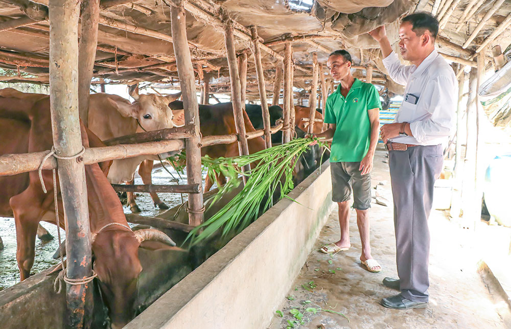 Anh Phạm Quang Huy trao đổi với cán bộ Hội Nông dân xã Long Hiệp về kỹ thuật chăm sóc bò sinh sản.