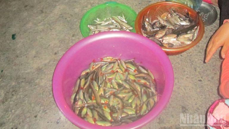 Cá heo đuôi đỏ nước ngọt đặc sản chỉ có mùa nước nổi.