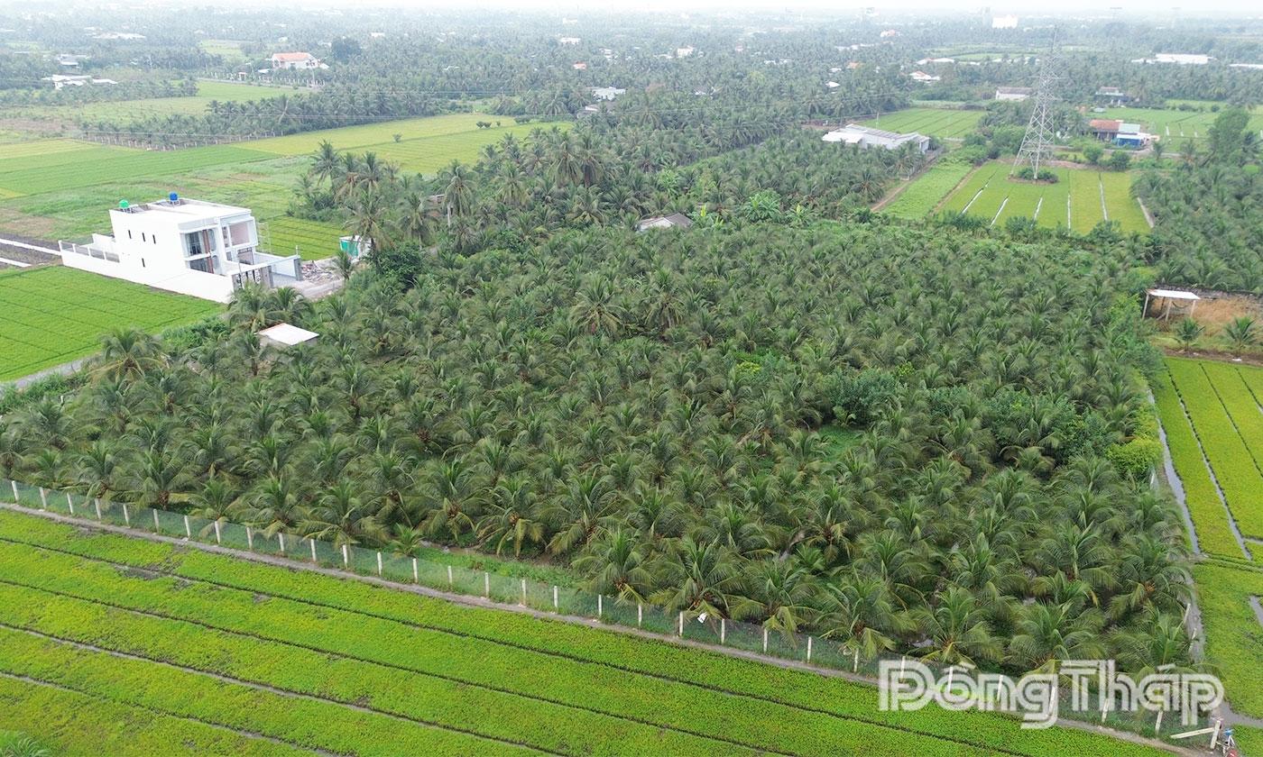 Diện tích dừa trên địa bàn tỉnh phát triển nhanh trong những năm gần đây.