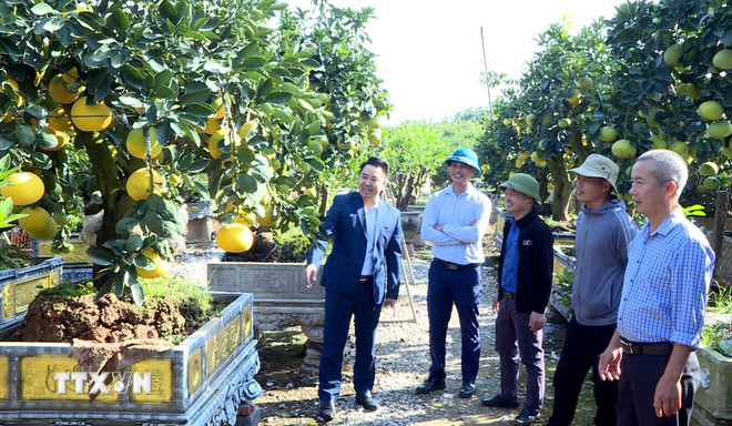 Nhờ thổ nhưỡng phù hợp và kinh nghiệm trồng, chăm sóc, người dân Văn Giang đã hình thành nghề trồng quất, bưởi cảnh, tạo ra những sản phẩm được khách hàng ưa chuộng mỗi khi Tết đến, Xuân về. (Ảnh: Thế Duyệt/TTXVN) ttxvn-quat-hung-yen-van-giang-2.jpg
