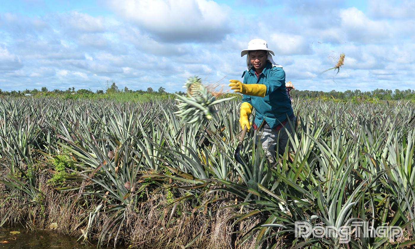 Anh Huỳnh Hữu Tới có thu nhập khá từ diện tích canh tác khóm của gia đình.