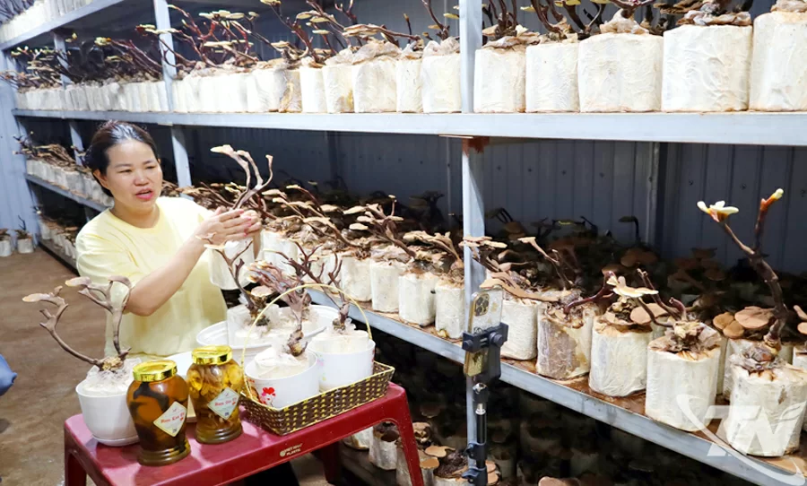 Chị Nông Thị Biệt, Giám đốc Hợp tác xã Minh Anh livestream bán sản phẩm bonsai nấm linh chi.