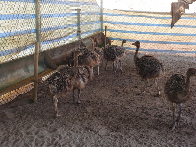 Phú Thọ: Thanh niên Mường bỏ nghề kỹ sư, về quê nuôi đà điểu – mô hình giúp ổn định kinh tế hộ và giảm nghèo bền vững - Ảnh 2. Phú Thọ: Thanh niên Mường bỏ nghề kỹ sư, về quê nuôi đà điểu – mô hình giúp ổn định kinh tế hộ và giảm nghèo bền vững - Ảnh 2.