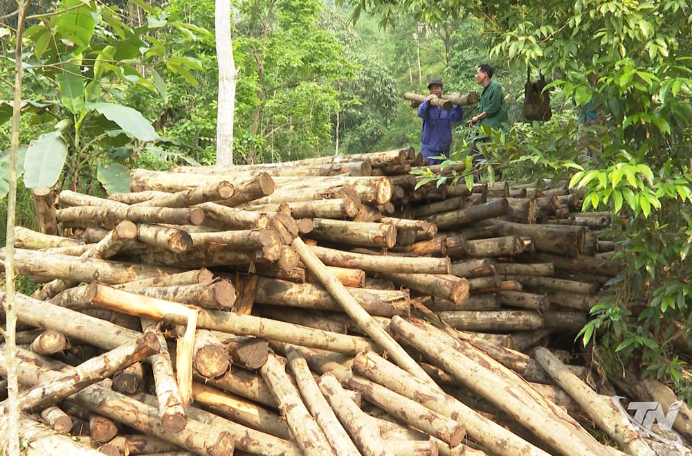 Người dân xã Bạch Thông khai thác gỗ mỡ.