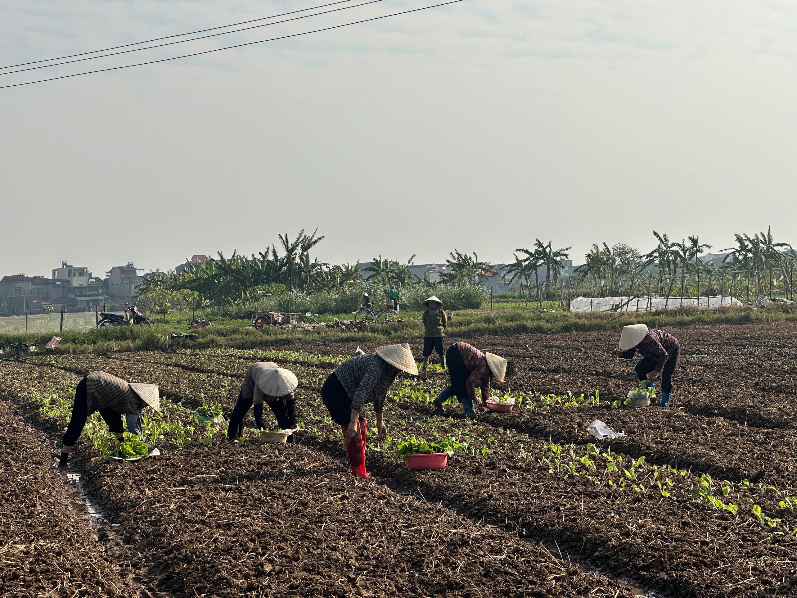 Nông dân xã Khánh Nhạc tập trung trồng các loại cây rau ngắn ngày phục vụ thị trường.