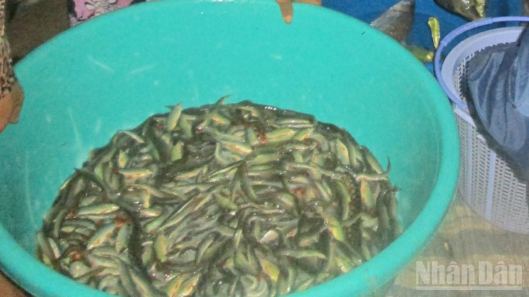 Cá chạch đồng được nhiều người nội trợ quan tâm.