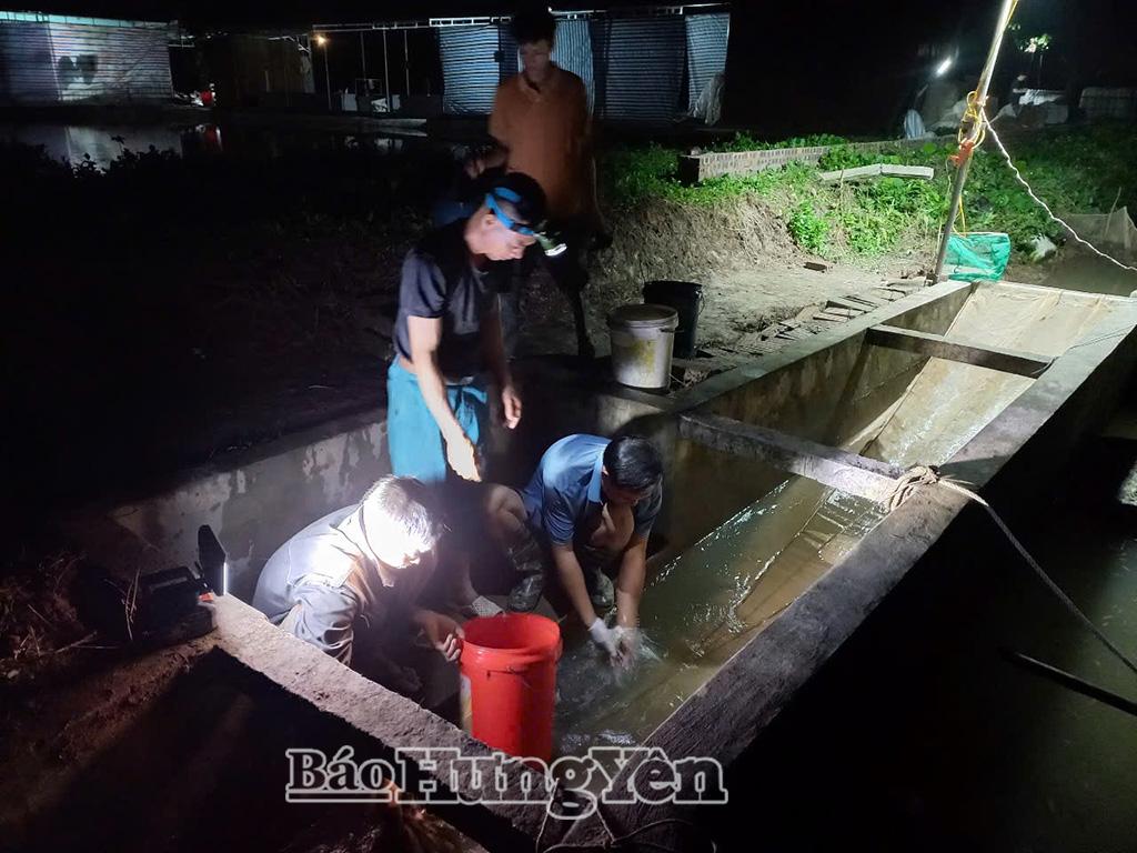 Người dân thôn Tô Trang thu hoạch rươi.