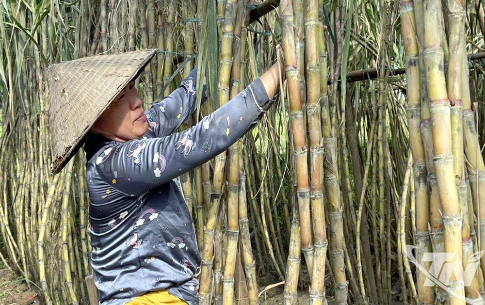 Bà Hà Thị Quyên, xã Tân Kỳ (tỉnh Thái Nguyên) buộc lại những cây mía bị nghiêng, đổ sau cơn bão số 11.