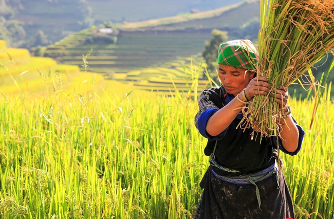 Di tích Quốc gia đặc biệt Ruộng bậc thang Mù Cang Chải - Nét văn hóa đặc sắc vùng cao - Ảnh 2. Di tích Quốc gia đặc biệt Ruộng bậc thang Mù Cang Chải - Nét văn hóa đặc sắc vùng cao - Ảnh 2.