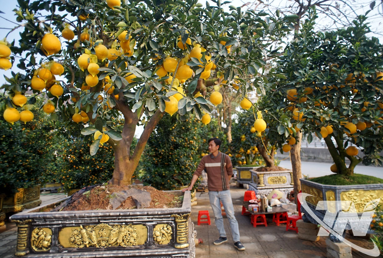 Một trong những c&acirc;y bưởi &ldquo;khủng&rdquo; đang được b&agrave;y b&aacute;n của anh Ho&agrave;ng Xu&acirc;n Thế.