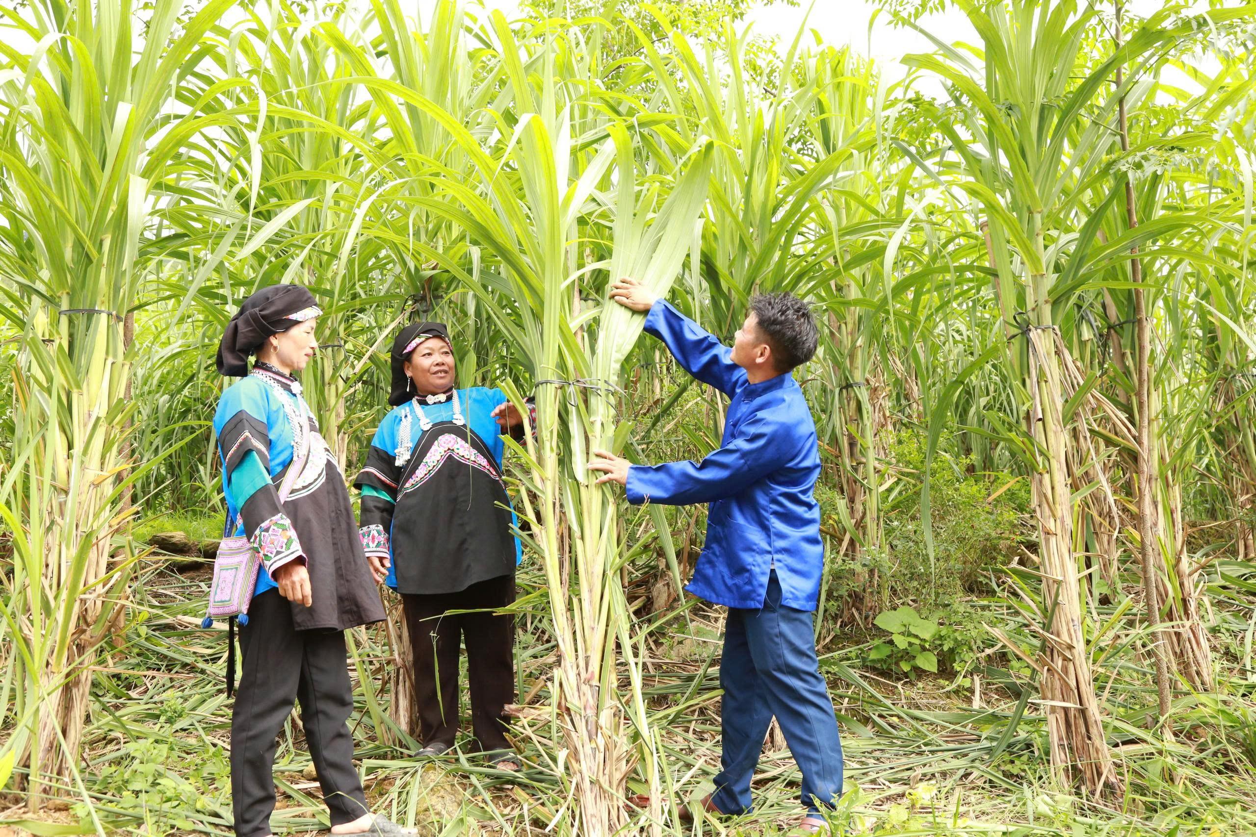 Từ trồng giống mía đặc sản - mía xương gà, gia đình anh Lồ Củi Thành và nhiều hộ ở thôn Lao Hầu cũng có thêm khoản thu nhập mỗi năm hàng chục triệu đồng. z7015666512678-77ca8fce50752e510f713071bfb630fc.jpg