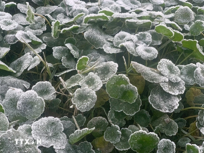 Thời tiết ng&agrave;y 12/1: Bắc Bộ r&eacute;t s&acirc;u, v&ugrave;ng n&uacute;i đề ph&ograve;ng băng gi&aacute;