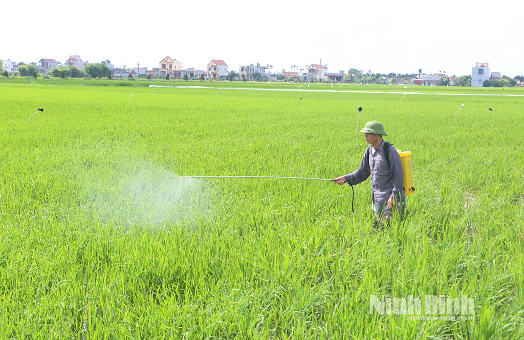 Nông dân xã Hải Quang phun trừ sâu cuốn lá, rầy nâu bảo vệ lúa mùa năm 2025.