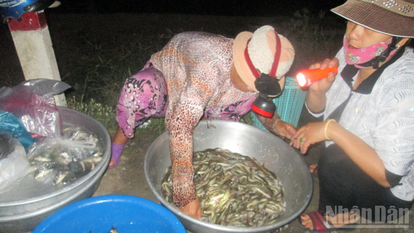 Quang cảnh mua bán cá tại chợ ma.