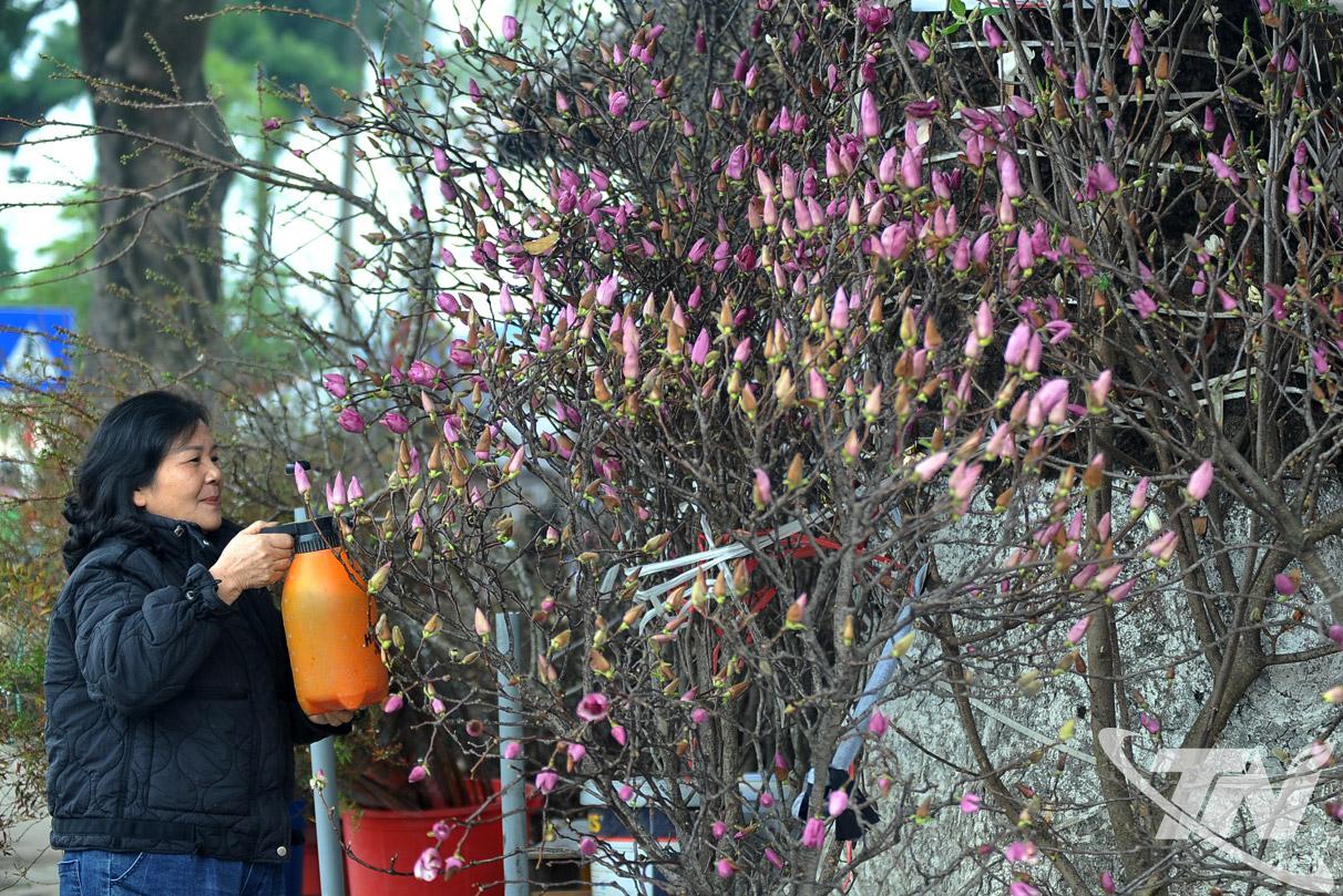 Chị Phạm Thị Tuyền đang tưới dưỡng những c&agrave;nh mộc lan.