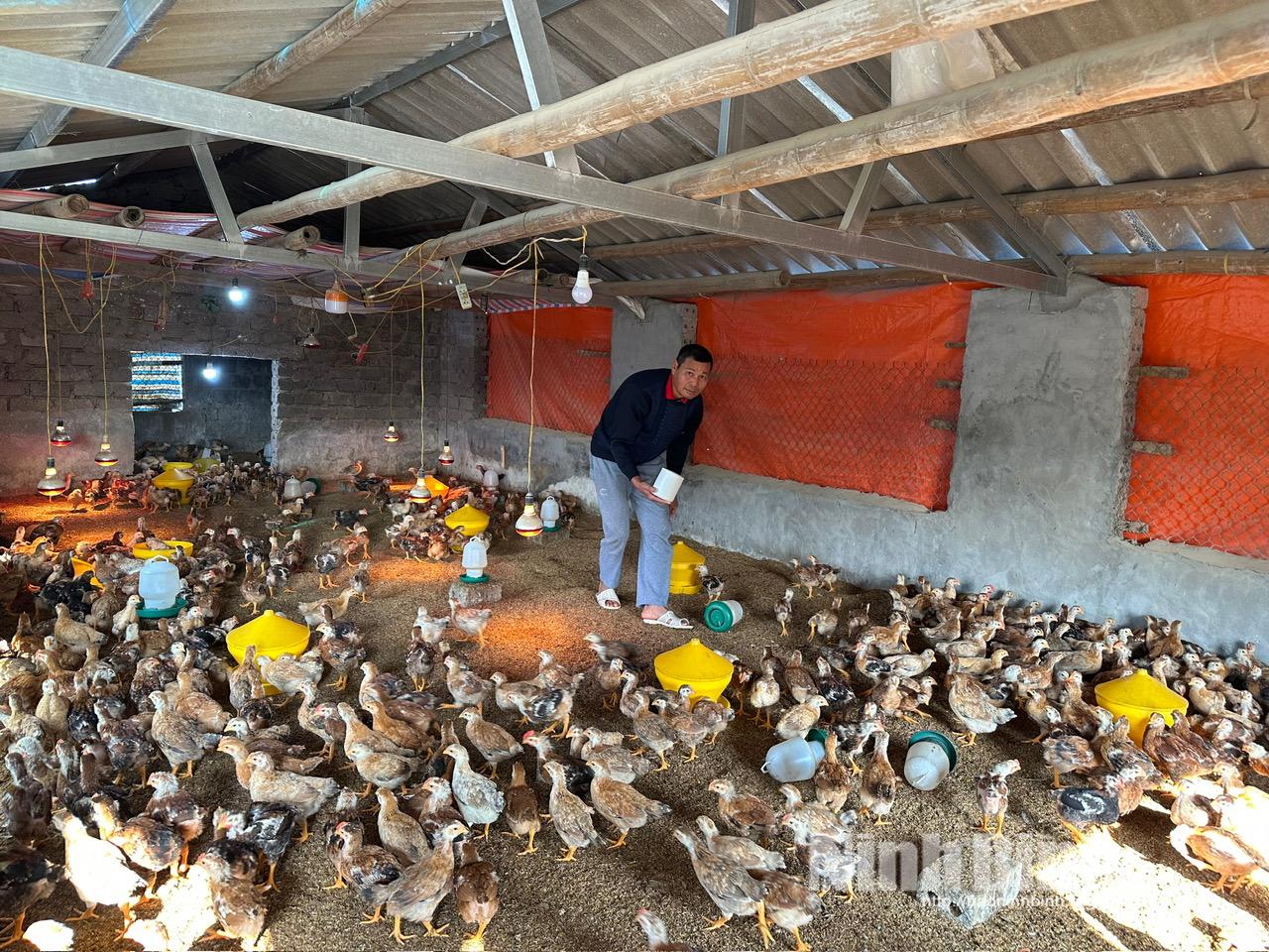 Hệ thống đèn sưởi hồng ngoại được ông Phạm Duy Bình (thôn Hàn Dưới, xã Đồng Thái) vận hành 24/24 giờ để giữ ấm cho đàn gà con.