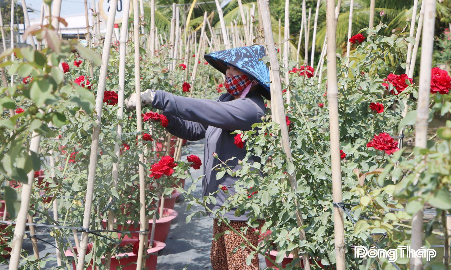 Nông dân làng hoa chuẩn bị cho vụ hoa cuối năm.