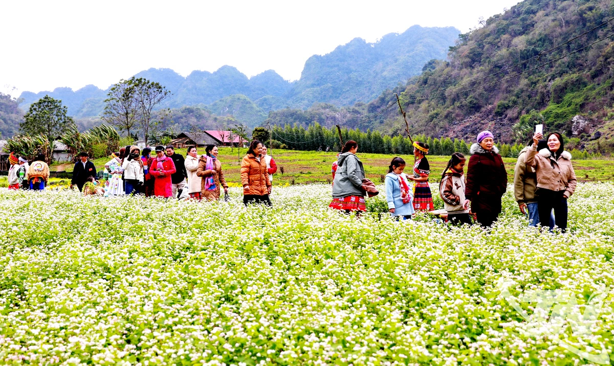 Du khách tham quan vùng trồng hoa Tam giác mạch ở xóm Lân Quan (xã Quang Sơn).