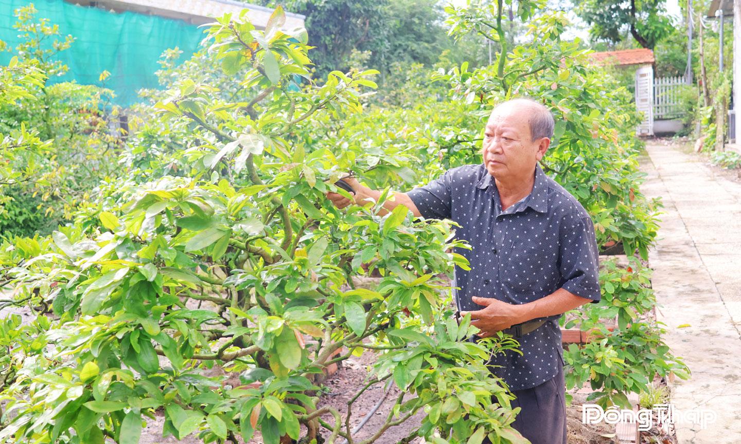 Nông dân Làng hoa Mỹ Phong chăm sóc mai chuẩn bị phục vụ thị trường hoa Tết Nguyên đán.