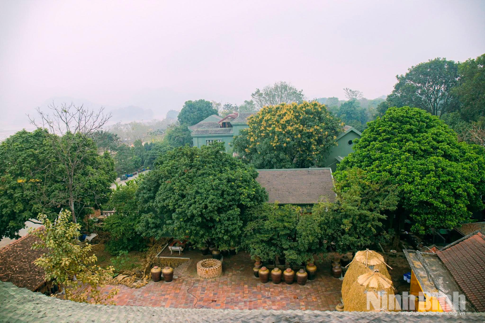 Không gian xanh của Hợp tác xã Sinh Dược nằm dưới chân núi Bái Đính (phường Tây Hoa Lư).