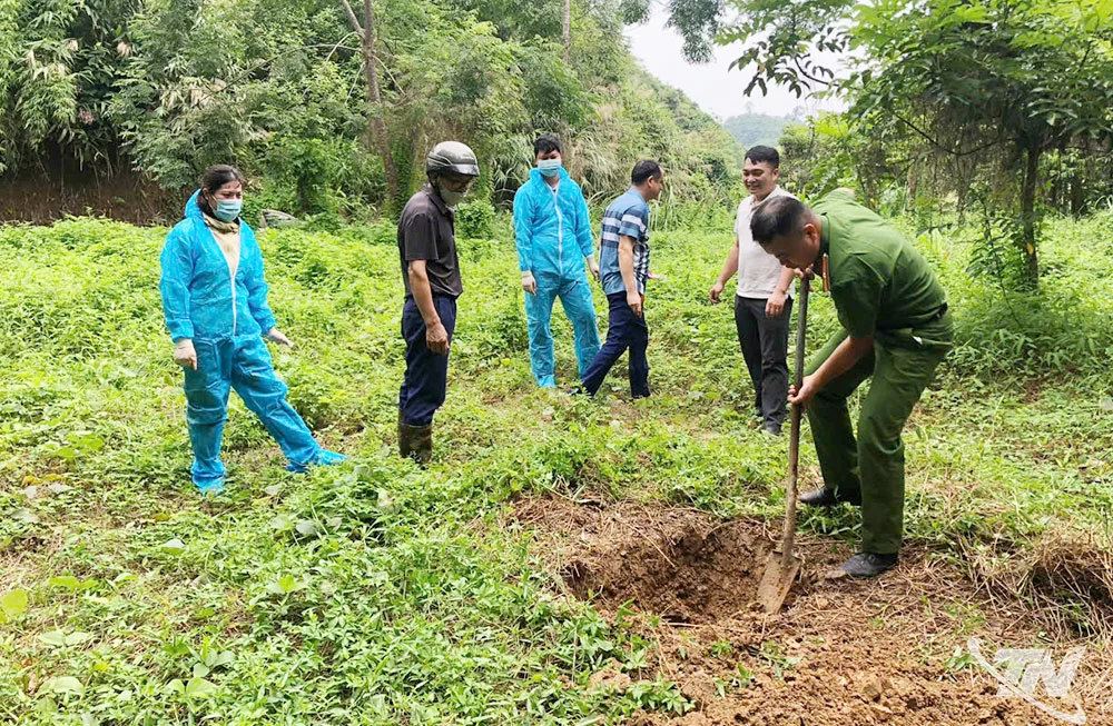 Các cơ quan chuyên môn tiêu hủy khoảng 40kg lợn nghi bị dịch tả châu Phi.