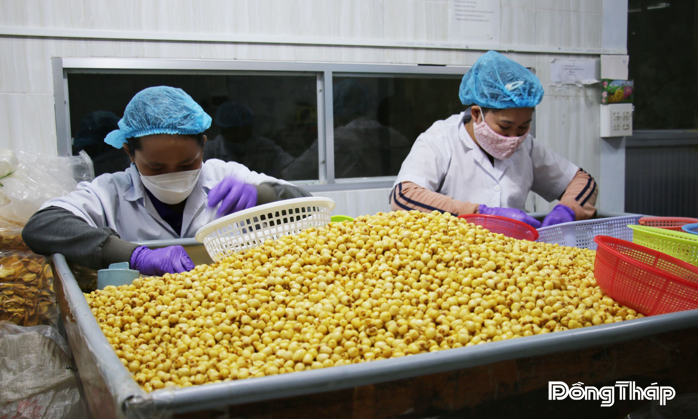 Hạt sen sấy của Công ty TNHH MTV Nam Huy Đồng Tháp - sản phẩm OCOP 5 sao.