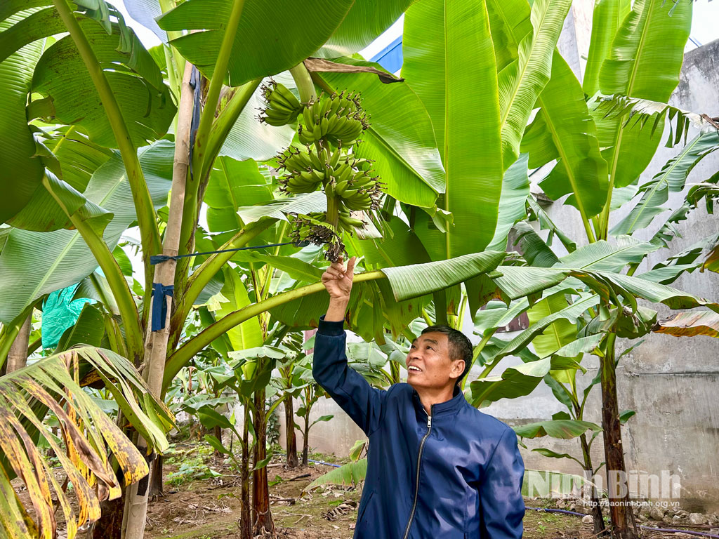 Chuối ngự được người d&acirc;n x&atilde; Nam L&yacute; chăm s&oacute;c kỹ lưỡng, bảo vệ quả ngay từ khi c&ograve;n nhỏ
