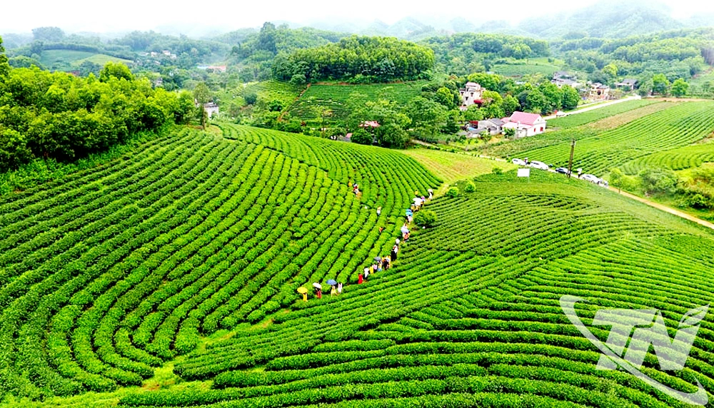 Nhiều vùng chè đẹp của Thái Nguyên trở thành điểm đến hấp dẫn, phù hợp phát triển du lịch sinh thái và trải nghiệm nông nghiệp xanh. Ảnh: T.L