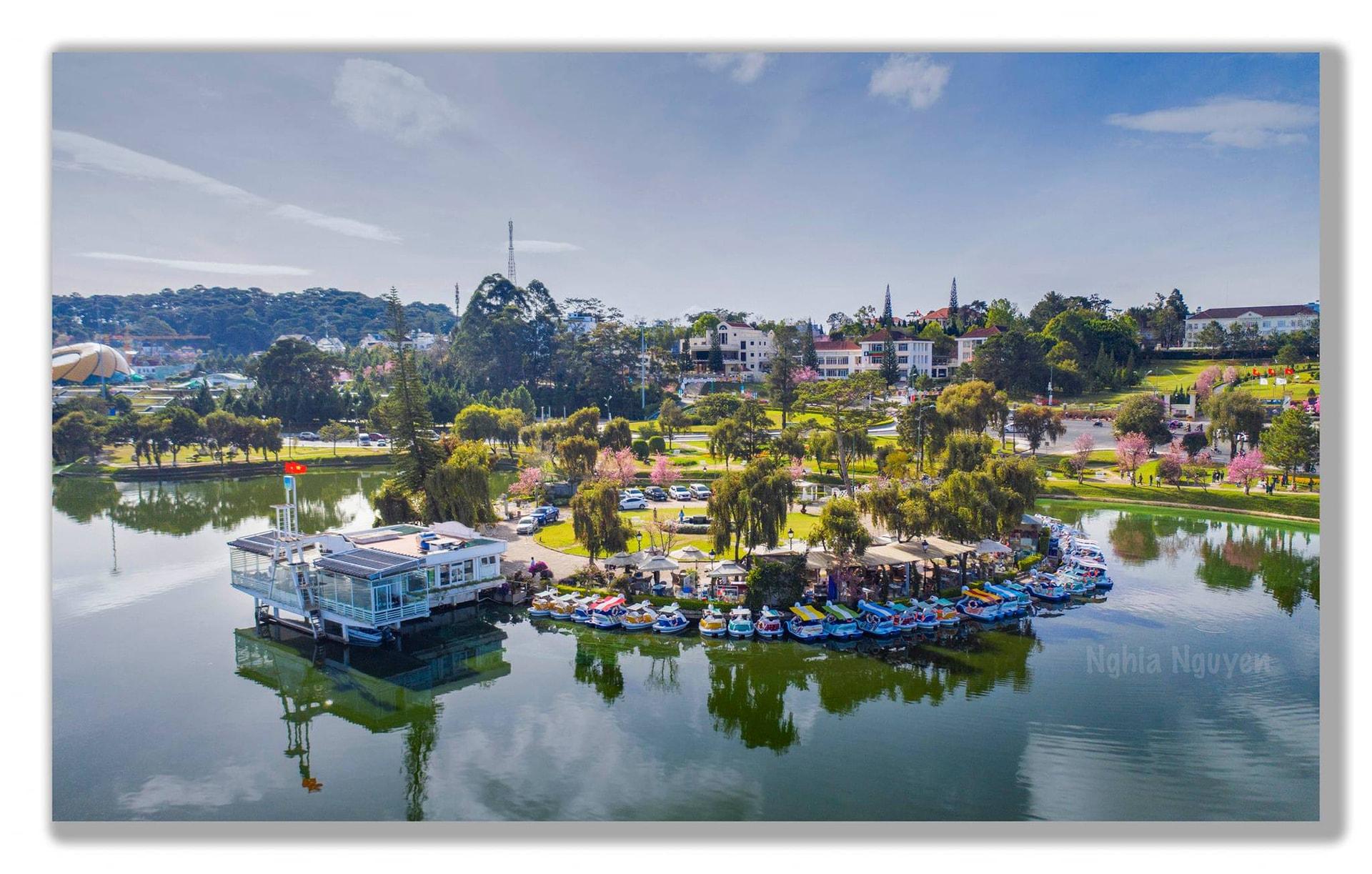 trung tam dalat mua hoa mai anh dao