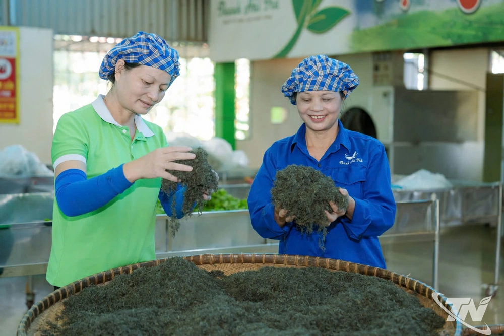 Nhờ chăm sóc chè bằng phân bón hữu cơ ủ từ trứng gà nên chất lượng chè của HTX chè La Bằng ngày càng nâng cao, được người tiêu dùng ưu chuộng.