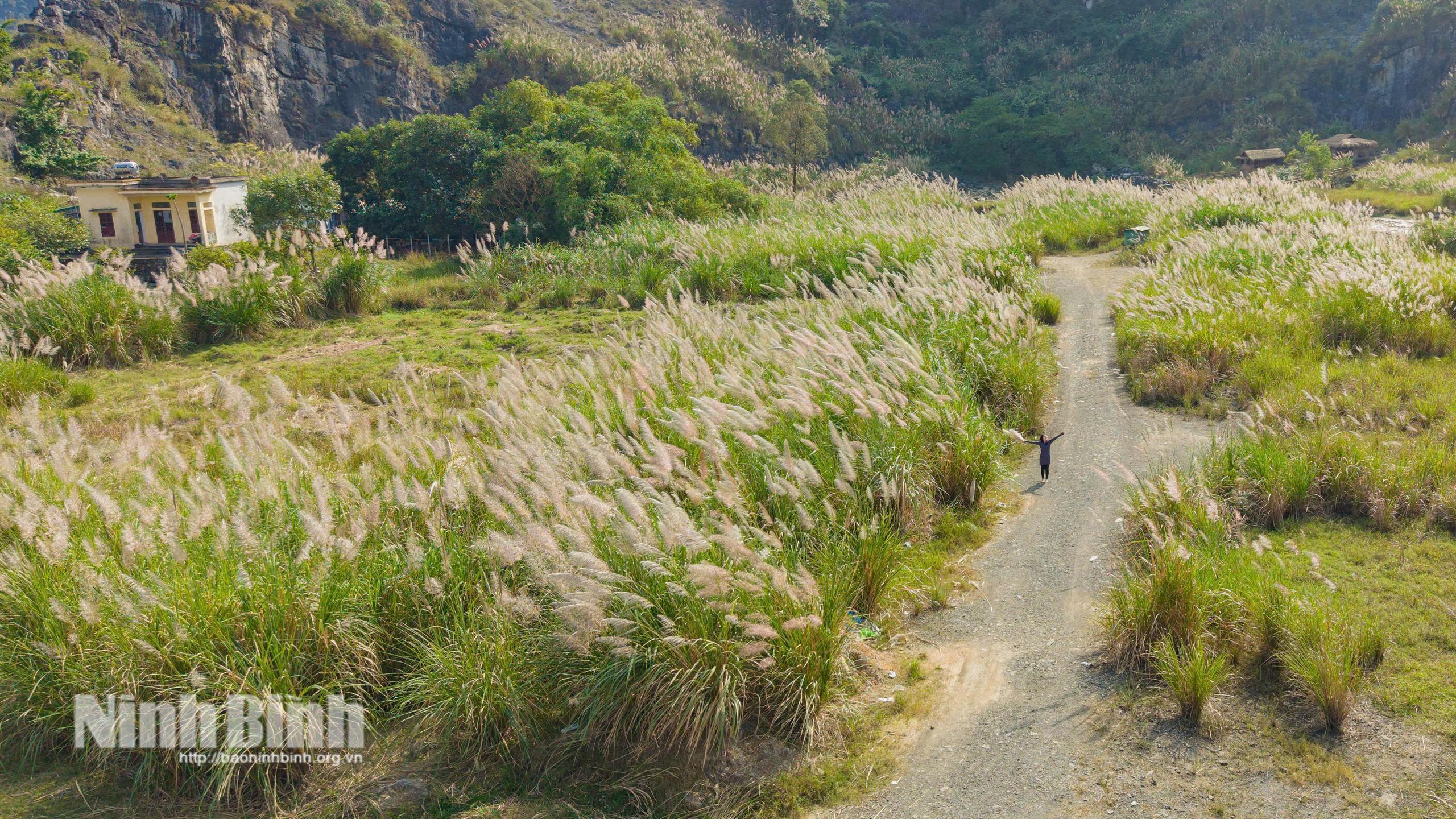 Những vạt lau trắng mọc hai bên đường tạo nên khung cảnh yên bình, nên thơ.