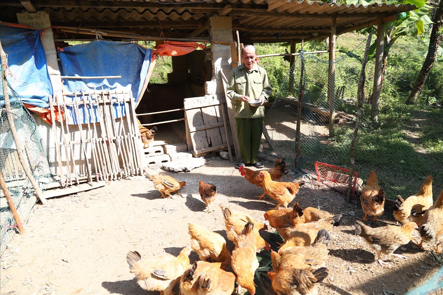 Ngoài trồng rừng gia đình ông Hoàng Văn Sang còn chăn nuôi gà để phát triển kinh tế và cải thiện bữa ăn cho gia đình Ngoài trồng rừng gia đình ông Hoàng Văn Sang còn chăn nuôi gà để phát triển kinh tế và cải thiện bữa ăn cho gia đình