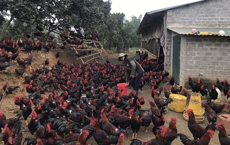 Gia đình ông Nguyễn Văn Quang, thôn Thung Tâm, chuyển đổi đất sản xuất kém hiệu quả sang chăn nuôi kết hợp trồng cây ăn quả, cây lâm nghiệp cho giá trị kinh tế cao. Gia đình ông Nguyễn Văn Quang, thôn Thung Tâm, chuyển đổi đất sản xuất kém hiệu quả sang chăn nuôi kết hợp trồng cây ăn quả, cây lâm nghiệp cho giá trị kinh tế cao.
