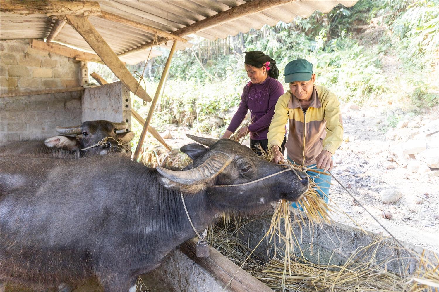 Nguồn lực hỗ trợ từ các Chương trình MTQG đang tạo sinh kế bền vững cho nhiều hộ dân xã Lao Chải