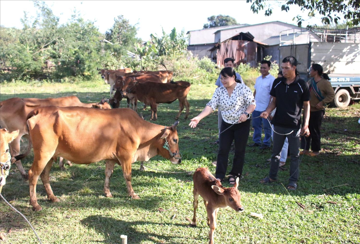 Việc tổ chức cho người dân trực tiếp đi chọn bò giống sinh sản theo ý muốn sẽ tránh được tình trạng cấp bò người dân không hài lòng. (Ảnh: Ngọc Chí)