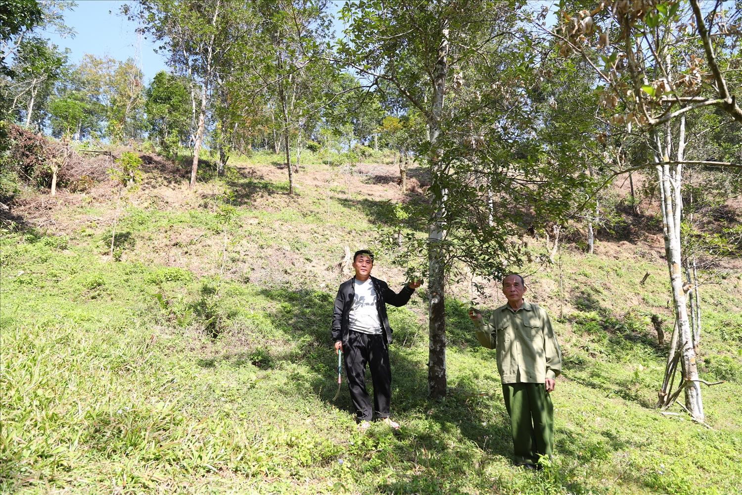 Ông Hoàng Văn Sang bên vườn hồi của gia đình Ông Hoàng Văn Sang bên vườn hồi của gia đình