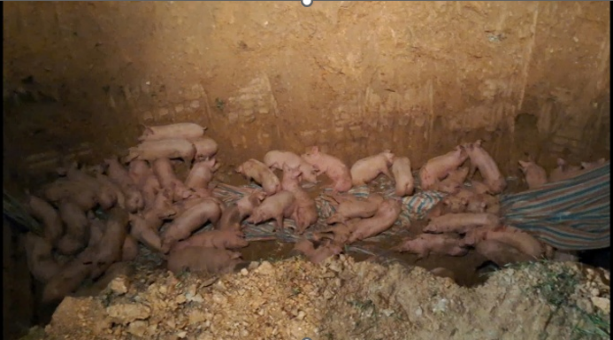 Dịch tả lợn Châu Phi