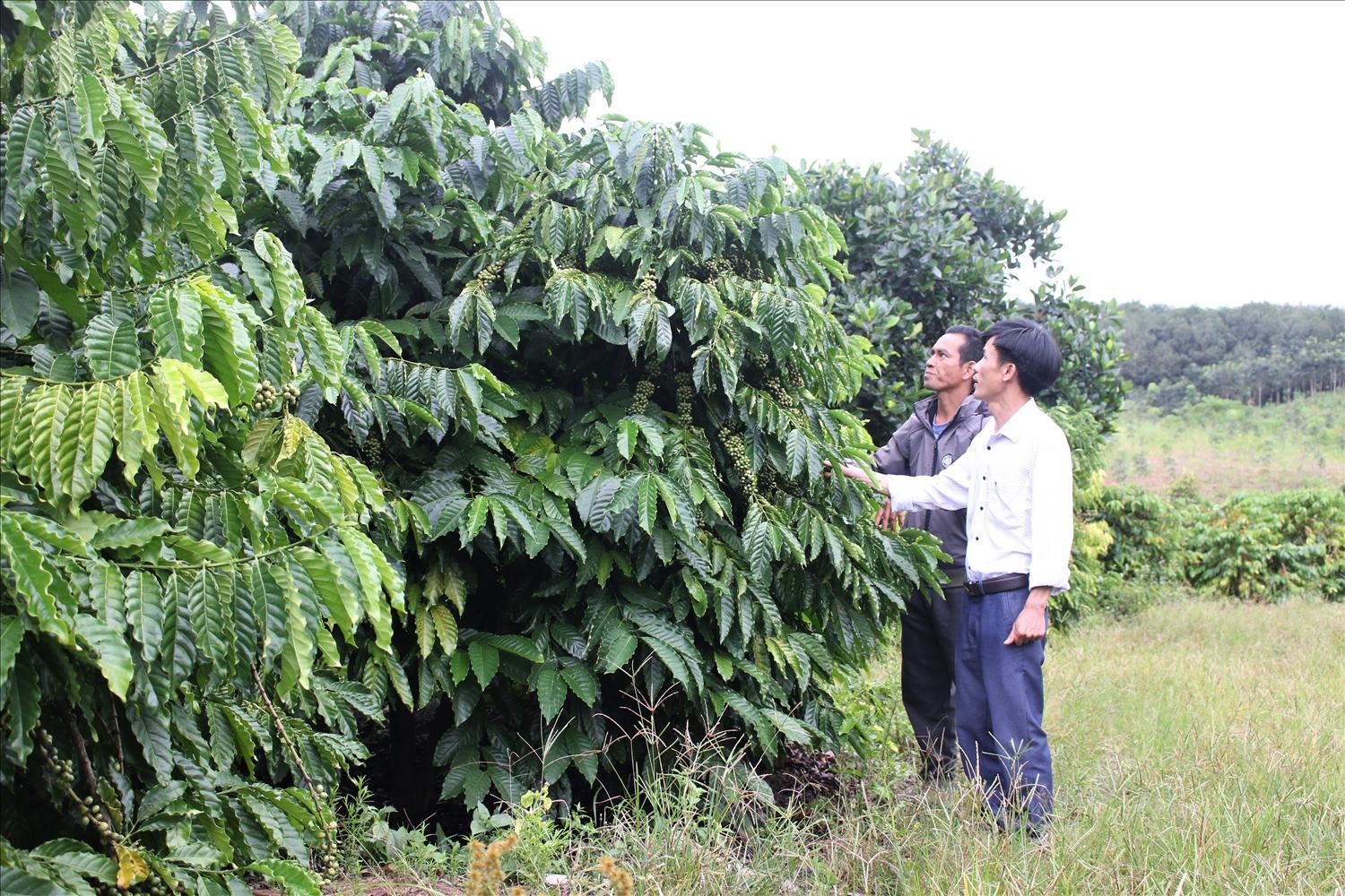 Vườn cà phê của đảng viên A Blơh trở thành điểm học hỏi kinh nghiệm sản xuất của đồng bào DTTS xã Ya Ly. (Ảnh: Ngọc Chí) Vườn cà phê của đảng viên A Blơh trở thành điểm học hỏi kinh nghiệm sản xuất của đồng bào DTTS xã Ya Ly. (Ảnh: Ngọc Chí)