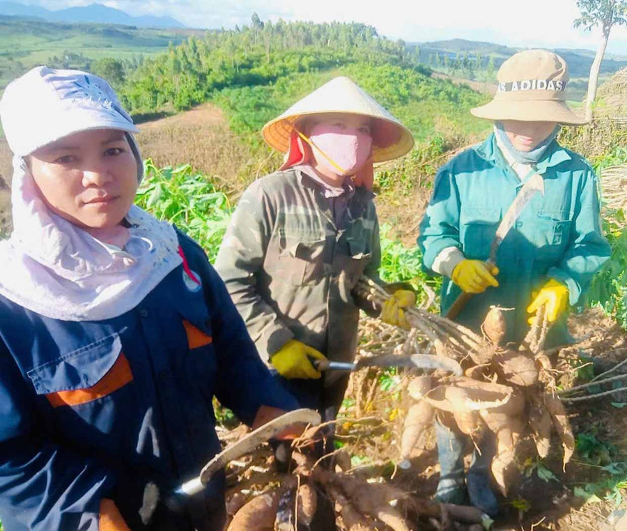 Chị Byer (bìa trái) thu hoạch mì. Ảnh: Phương Dung