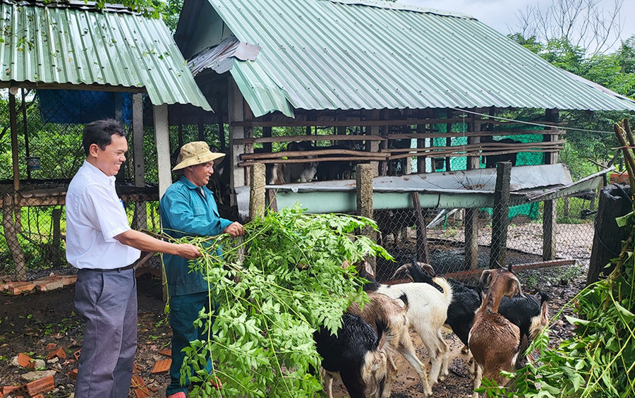 Đảng viên làng Canh Phước (xã Vân Canh) phụ trách nhóm hộ, vận động người dân tích cực chuyển đổi cây trồng, vật nuôi để nâng cao hiệu quả kinh tế. Ảnh: T.C Đảng viên làng Canh Phước (xã Vân Canh) phụ trách nhóm hộ, vận động người dân tích cực chuyển đổi cây trồng, vật nuôi để nâng cao hiệu quả kinh tế. Ảnh: T.C