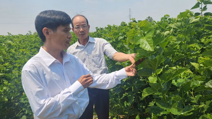 Ông Đoàn Văn Thủy (bên phải, ở thôn Đoàn Kết, xã Chư A Thai) mạnh dạn chuyển đổi hơn 4 ha đất trồng cây ăn quả sang trồng dâu nuôi tằm. Ảnh: Ngọc Sang 2-1.jpg
