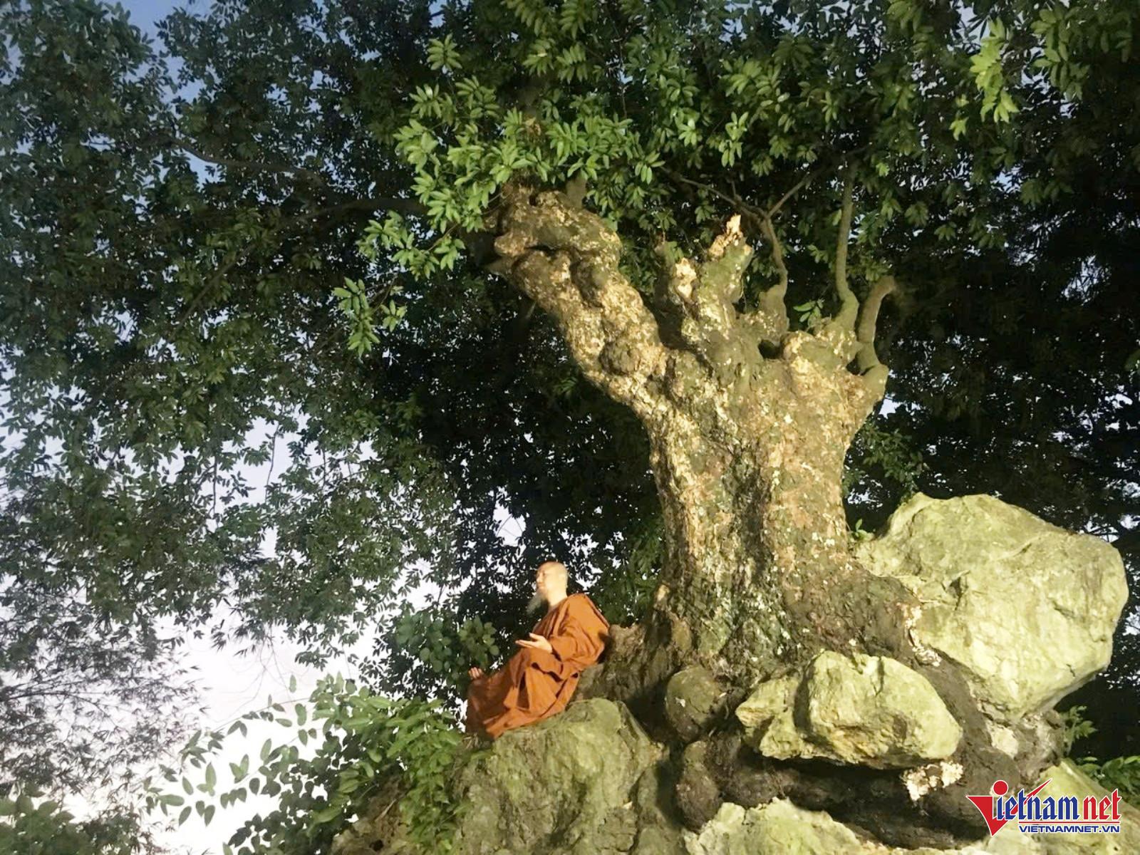 W-Cây thị 1.jpg