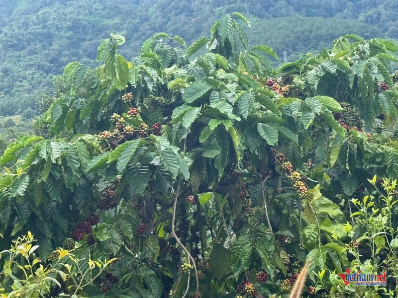 W-Mở lối tho&aacute;t ngh&egrave;o 2.jpg