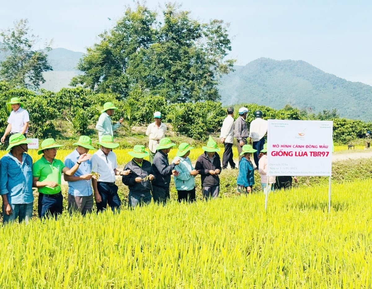 TBR97 là giống lúa thuần cảm ôn, đã được công nhận là giống quốc gia từ ngày 1/8/2022. Ảnh: Trần Thọ. TBR97 là giống lúa thuần cảm ôn, đã được công nhận là giống quốc gia từ ngày 1/8/2022. Ảnh: Trần Thọ.