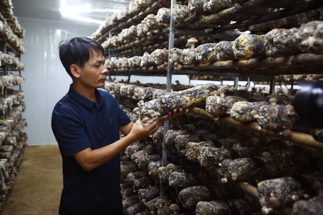 Trồng nấm hữu cơ: Mô hình hiệu quả giúp người dân thoát nghèo - Ảnh 3. Trồng nấm hữu cơ: Mô hình hiệu quả giúp người dân thoát nghèo - Ảnh 3.