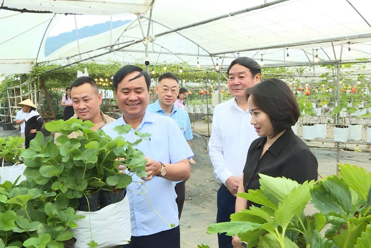 Thứ trưởng Võ Văn Hưng cùng đoàn công tác thăm mô hình nông nghiệp tiêu biểu tại phường Mộc Châu. Ảnh: Nguyễn Nga. Thứ trưởng Võ Văn Hưng cùng đoàn công tác thăm mô hình nông nghiệp tiêu biểu tại phường Mộc Châu. Ảnh: Nguyễn Nga.