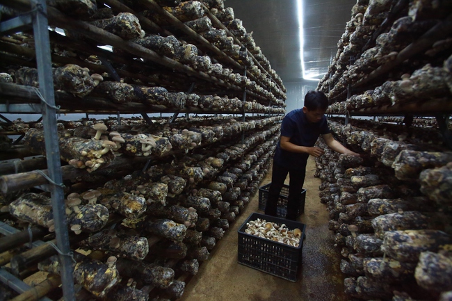 Trồng nấm hữu cơ: Mô hình hiệu quả giúp người dân thoát nghèo - Ảnh 11. Trồng nấm hữu cơ: Mô hình hiệu quả giúp người dân thoát nghèo - Ảnh 11.