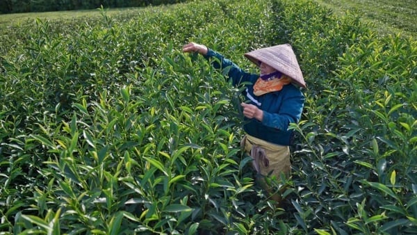 Chương trình mục tiêu quốc gia xây dựng nông thôn mới và giảm nghèo bền vững giúp người dân nâng cao thu nhập. Ảnh: Nguyễn Thành.