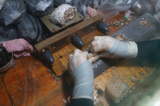 Trồng nấm hữu cơ: Mô hình hiệu quả giúp người dân thoát nghèo - Ảnh 8. Trồng nấm hữu cơ: Mô hình hiệu quả giúp người dân thoát nghèo - Ảnh 8.